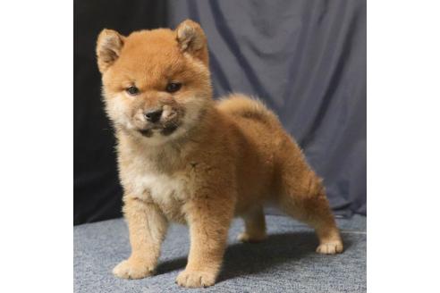 成約済の愛知県の柴犬-358977の4枚目
